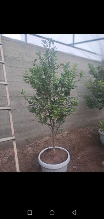 Декоратив Цитрон (японски мандаринча)