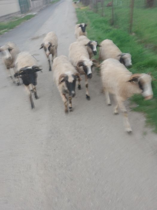 Vând 9 oi. 7 noatine o mioară și una batrana