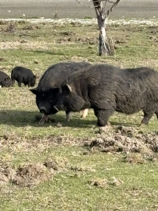 Продават се Виетнамски прасета 50€ броя малки и 150€големите