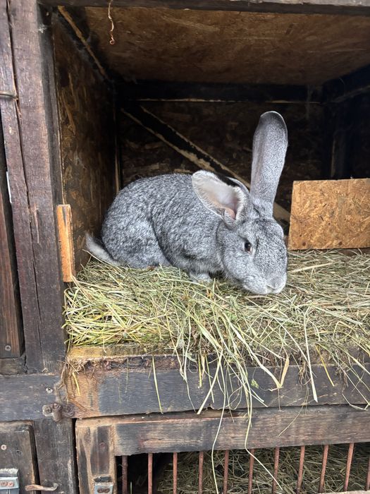 Urias german femela si mascul