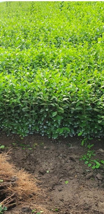 Gard viu (Lemn câinesc )