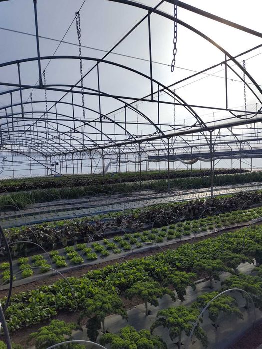 Поцинкована конструкция- оранжерия