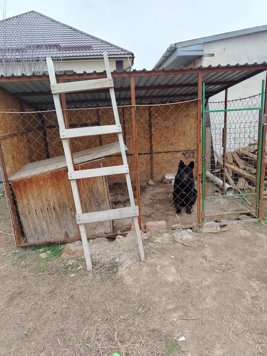 Немецкая овчарка