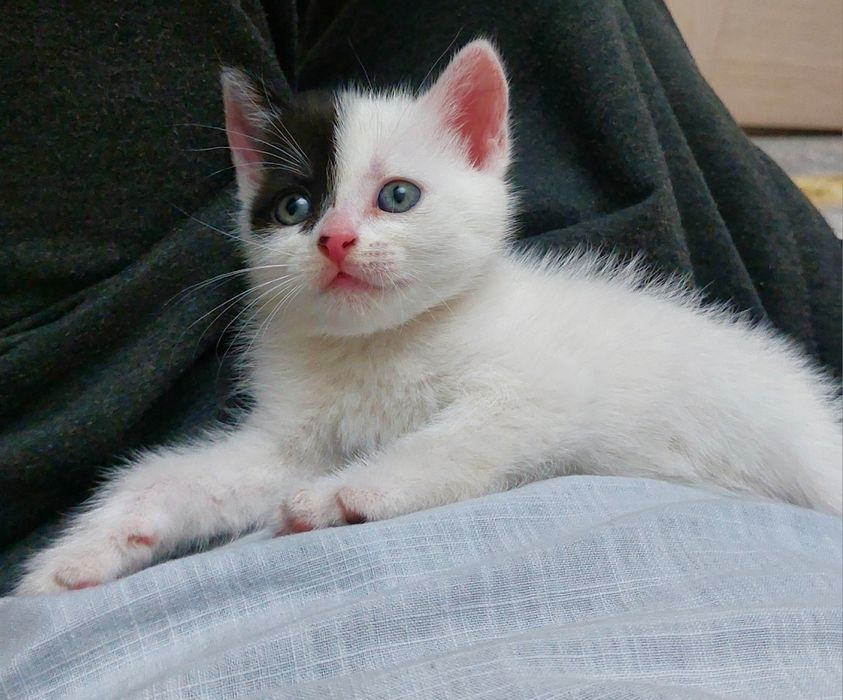Отдам котёнка в хорошие руки