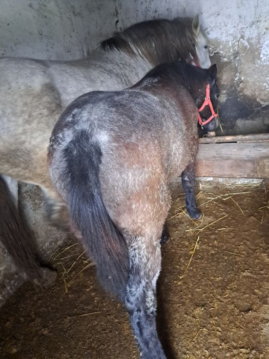 De vânzare mânz de 7 luni