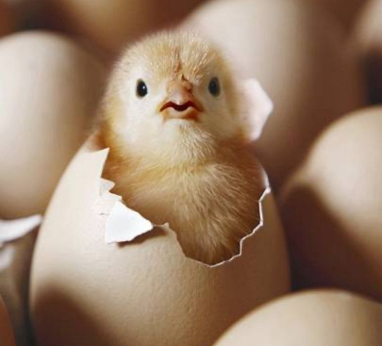 Инкубационное яйцо ломан браун