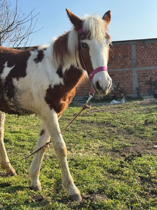 Кон Пинто 11 месеца