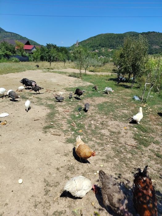 Pui de curcă crescuți în libertate