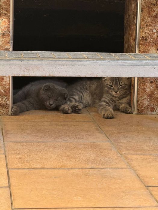 Продаются котята вислоухие