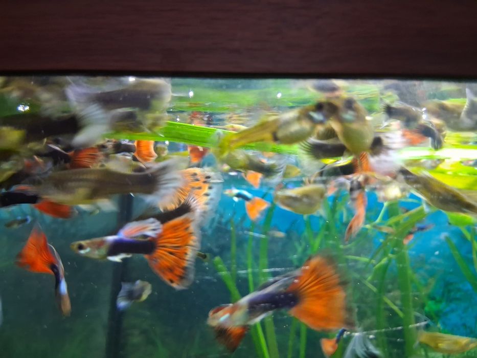 Vând pești guppy