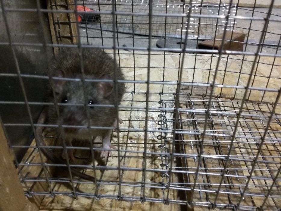 ловушка для крыс