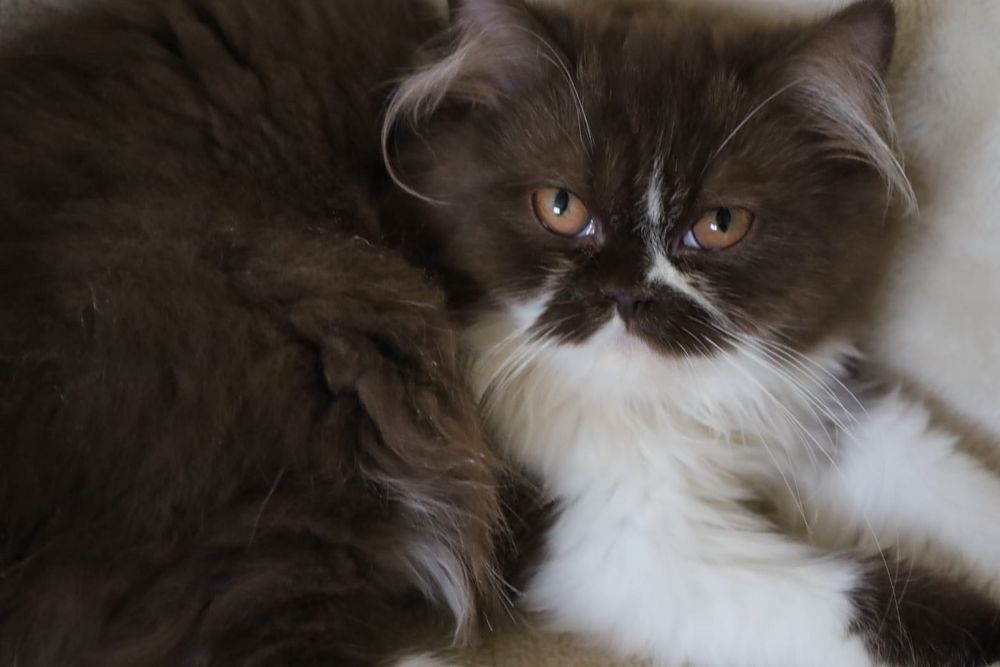 Britskorthaar kittens