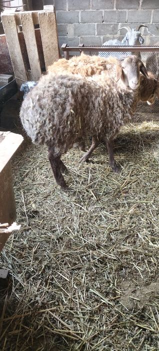 Уш токты быр сек сатылымда.