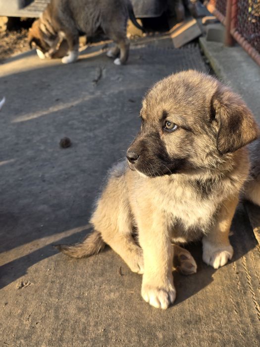 Catei pentru adoptie