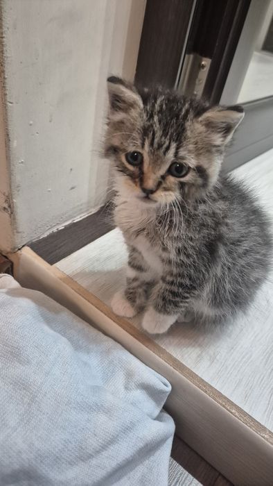 Женско котенце за осиновяване