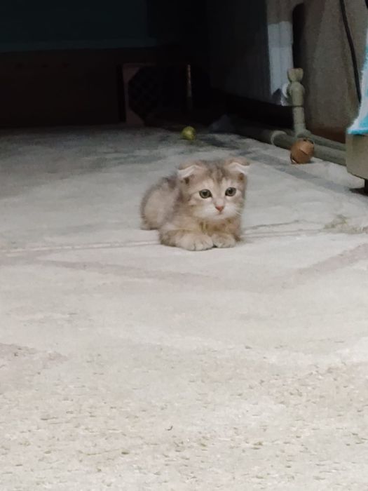 Кошка Выслоухая Девочка