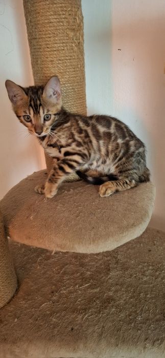 Бенгальские котята