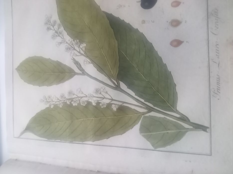 Vând dicționar plante medicinale în limba germană  din  anul 1829