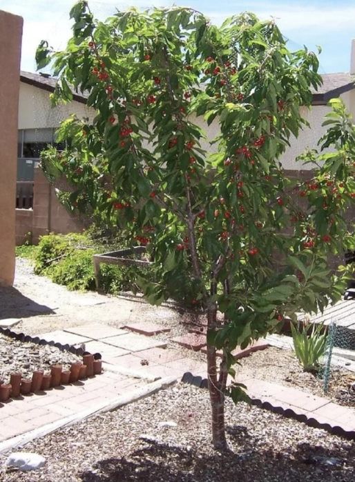 Яблони сливы Груши