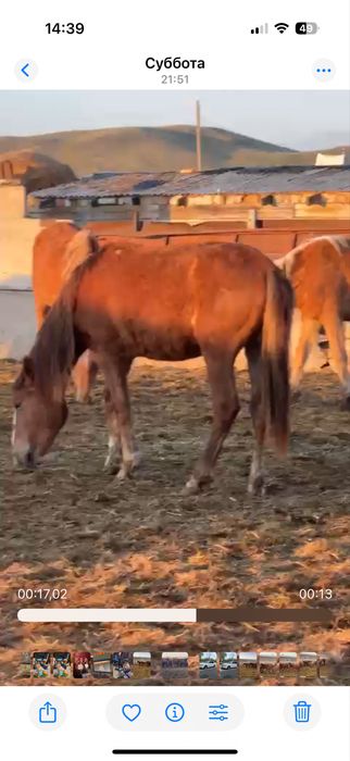 Продам байталы и тайчиков.