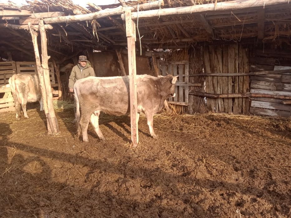 Сйыр еркек бұзауымен