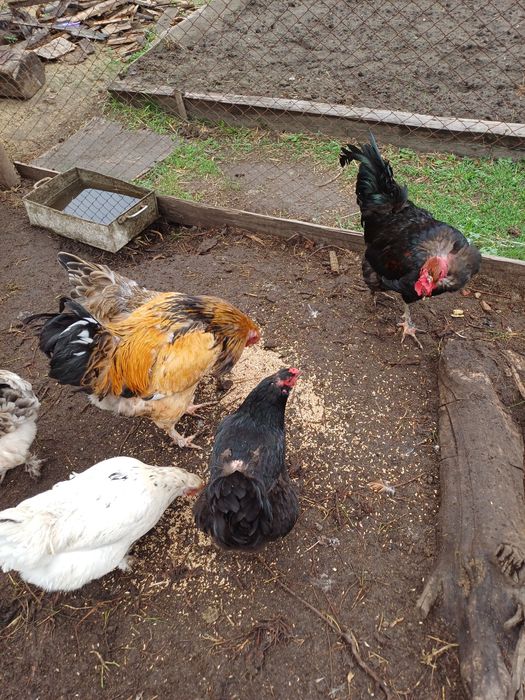 Продам кур домашних