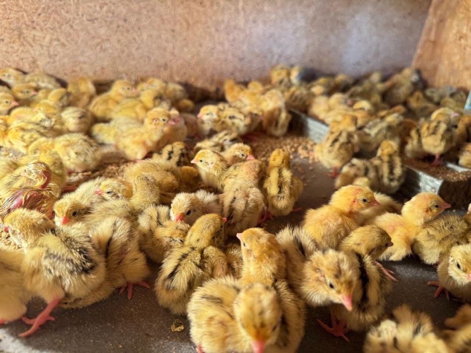 Цыплята Техасских перепелов