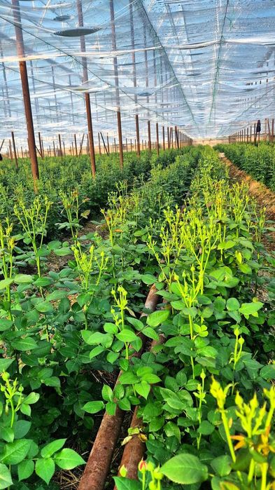 Optom gullar – Misty Bubbles