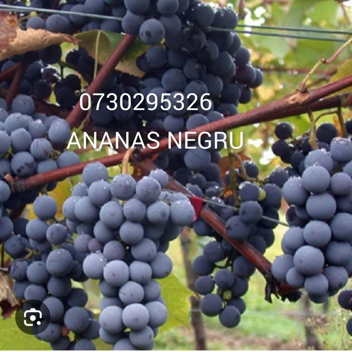 Butași viță de vie Altoita și Hibrida anul 2 și 3 de vegetație