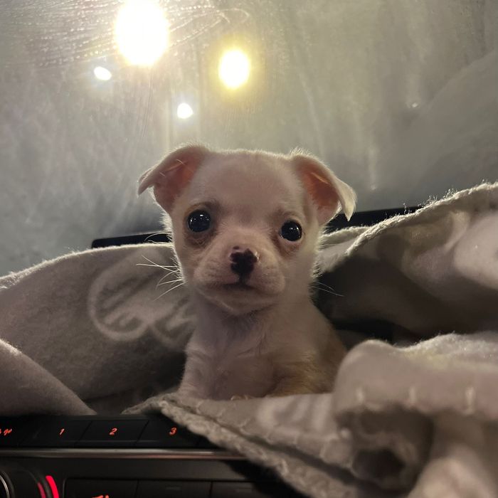 Мини чихуахуа на 2 месеца