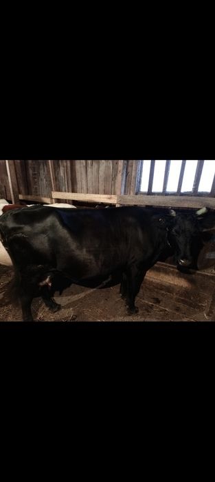 Продам коров стельные