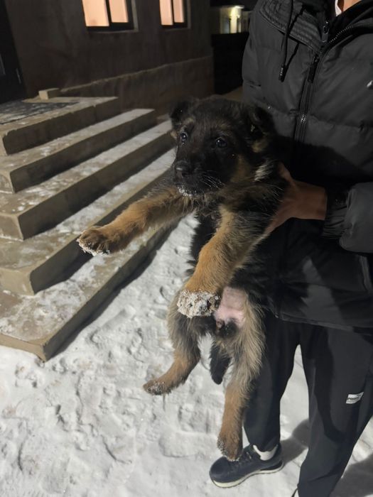 Таза неміс күшігі