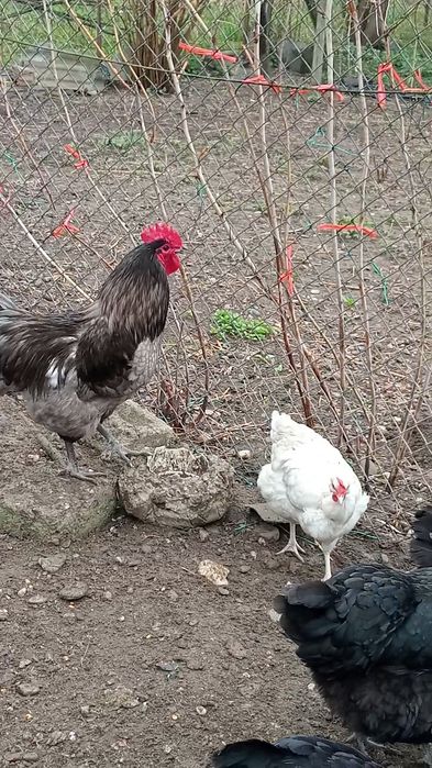 Vând Gaini Austrolorp