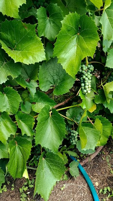 Продам дачу 10 соток, с/о Ромашка