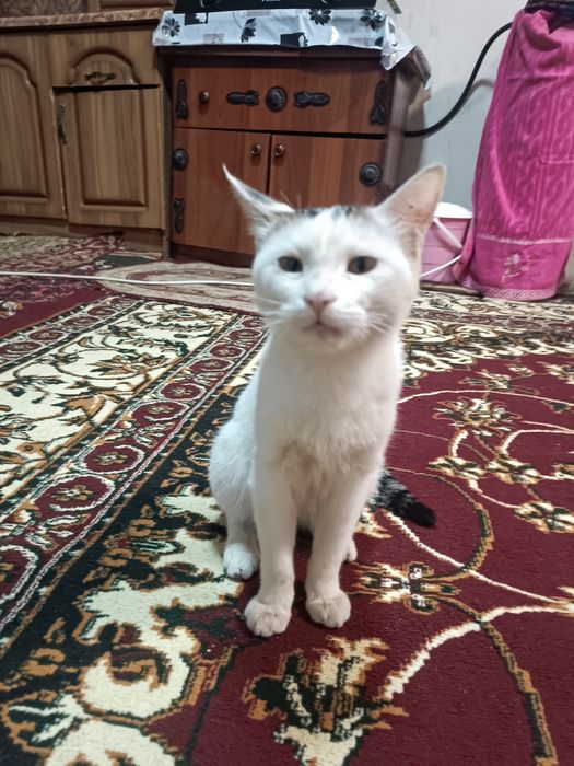 Mushuk Mushuklar Mushukcha котенок