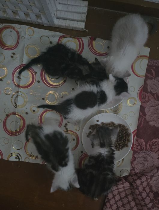 Отдам котят в добрые руки