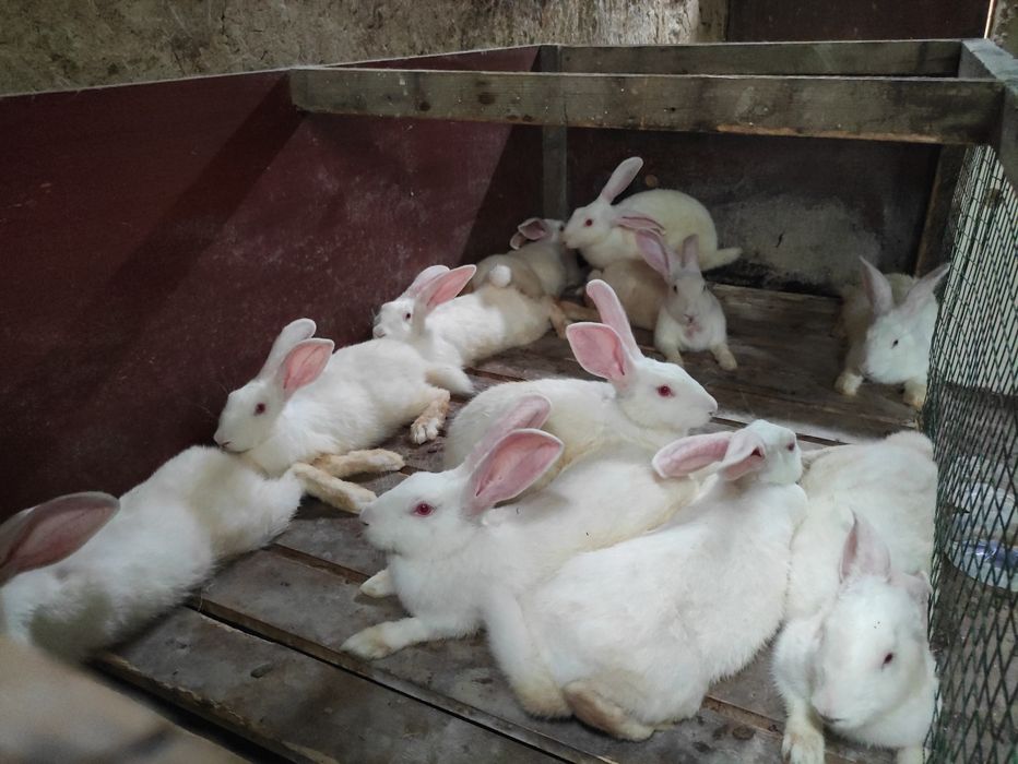 Продаю кролики хикол