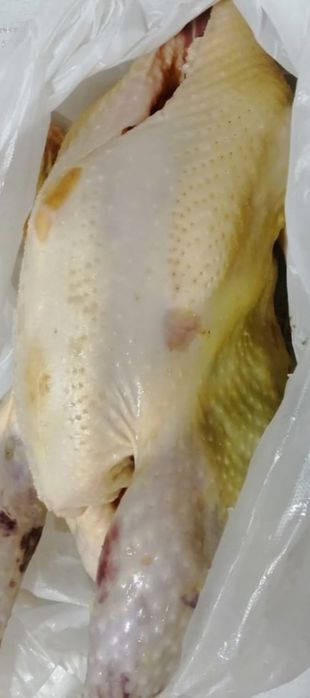 Продам мясо домашней  индейки.Каспий ред,кредит!