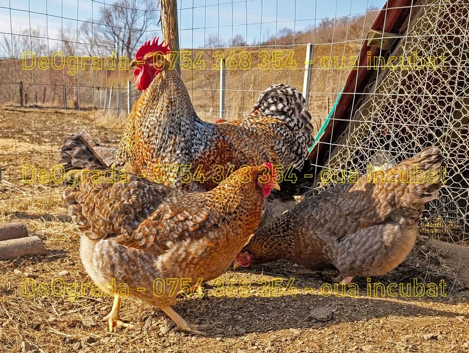 Ouă de incubat rasa Bielefelder / Cream Legbar / Araucana