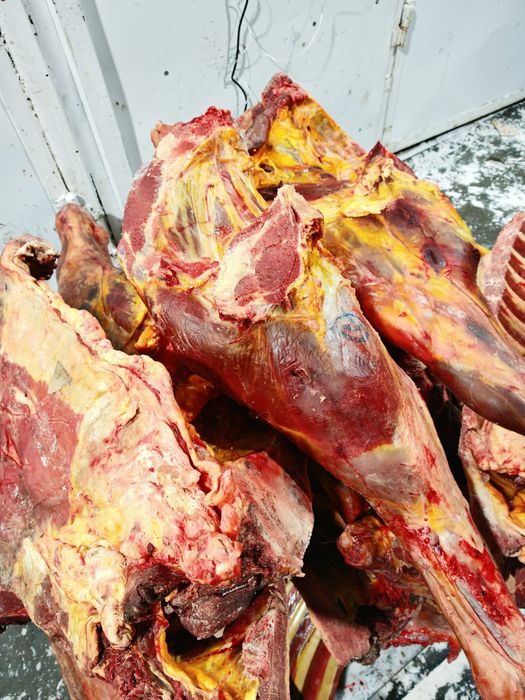 Мясо говядины конины оптом