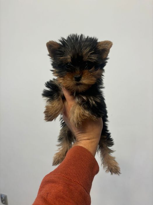 Yorkshire terrier fetita