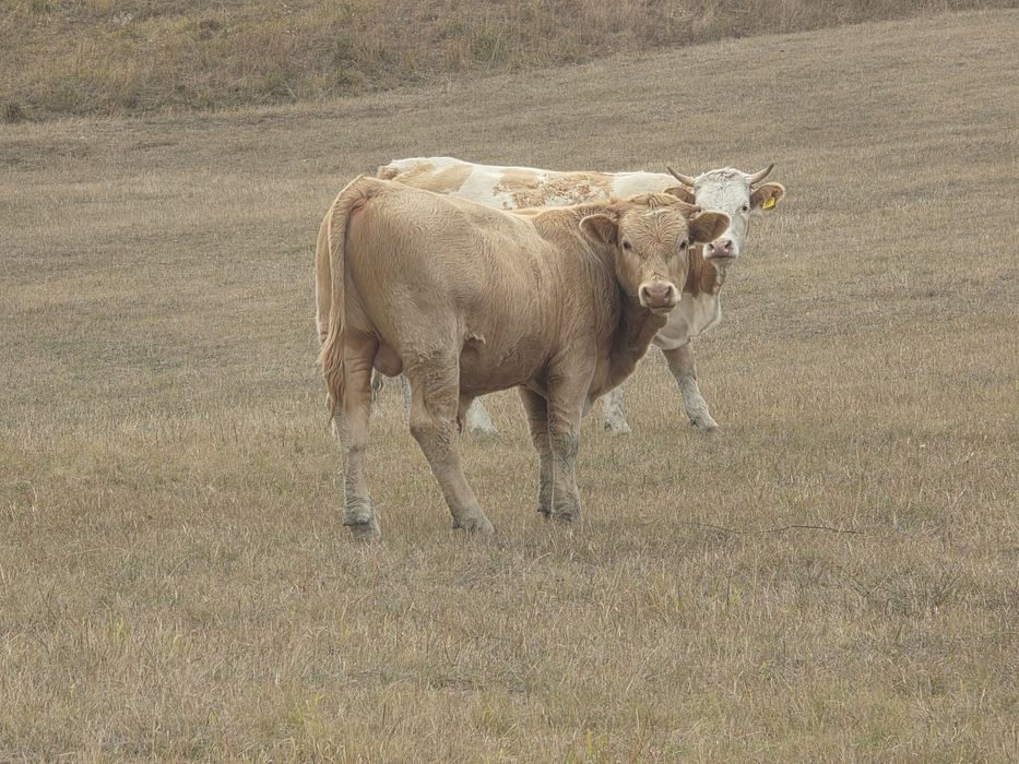 Vand vitei cu greutate de 250 si 350 de kg