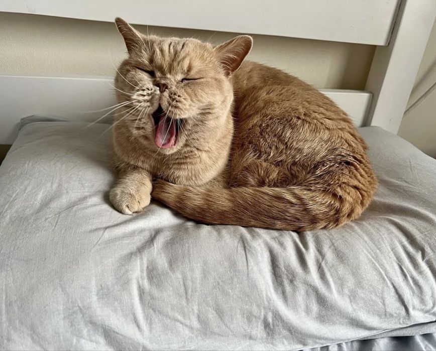 Кот Наполеон в добрые руки