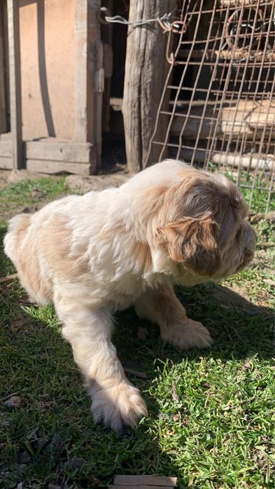 Мини Кокер на почти 3 месеца