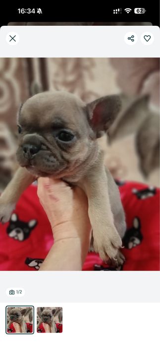 Продам щенка Французкого бульдога девочка