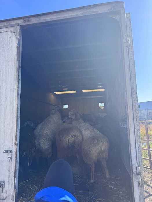 Скотовоз Мал тасу