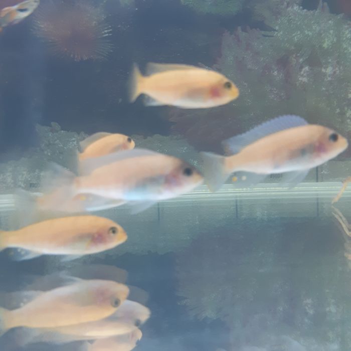 Продам Афр.цихлид.