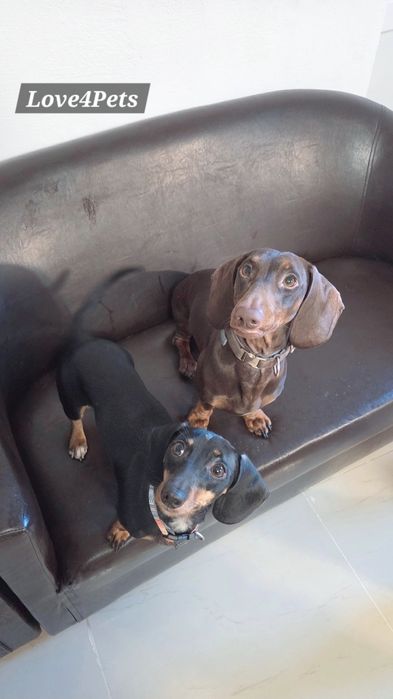 Cazare caini/ Pensiune canina/ Pet Sitter/ Pet Hotel/ Love4Pets