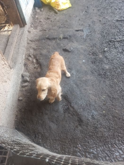 Кучук 7 ойлик кизбола