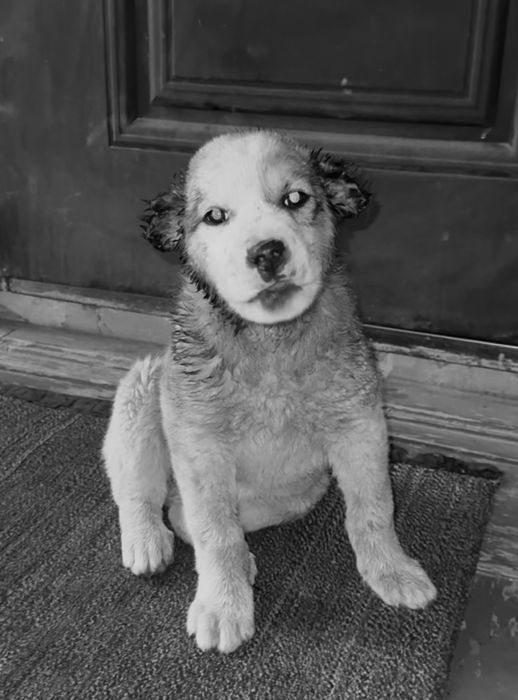 Продаю щенка тобет